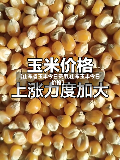 【山东省玉米今日费用,山东玉米今日价恪】-第2张图片