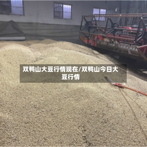 双鸭山大豆行情现在/双鸭山今日大豆行情-第2张图片