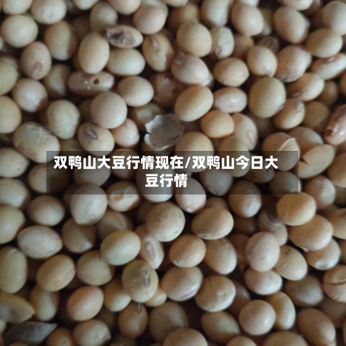 双鸭山大豆行情现在/双鸭山今日大豆行情
