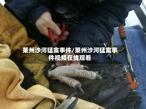 莱州沙河猛禽事件/莱州沙河猛禽事件视频在线观看-第3张图片