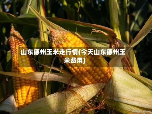 山东德州玉米走行情(今天山东德州玉米费用)