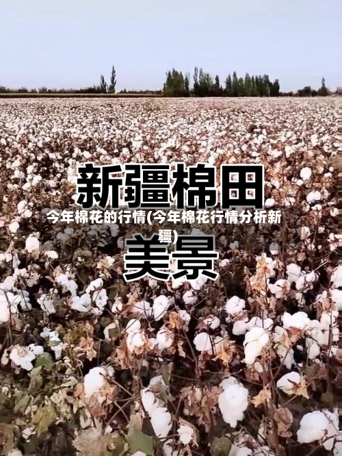 今年棉花的行情(今年棉花行情分析新疆)-第3张图片