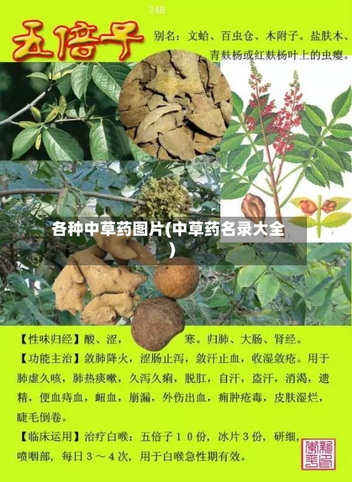各种中草药图片(中草药名录大全)-第2张图片