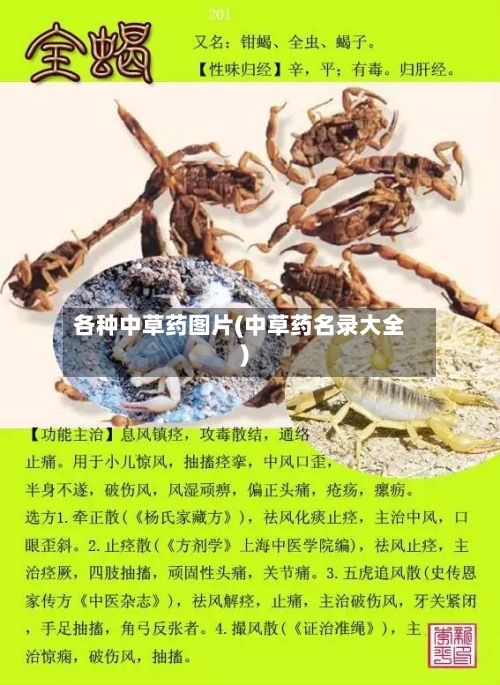 各种中草药图片(中草药名录大全)-第3张图片