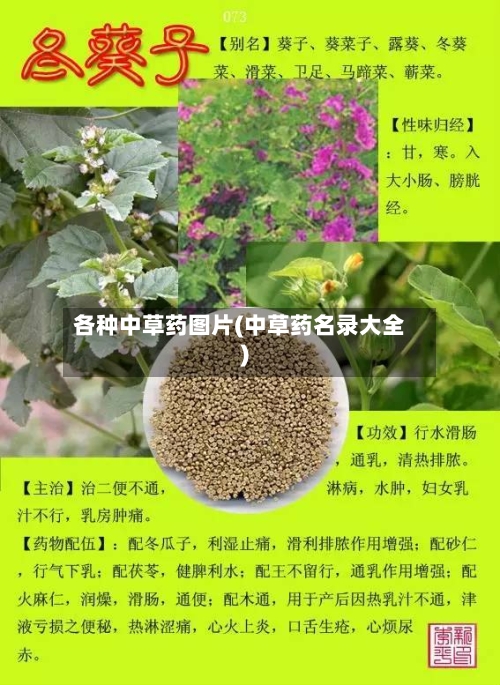 各种中草药图片(中草药名录大全)