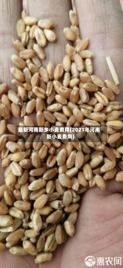 最新河南新乡小麦费用(2021年河南新小麦费用)