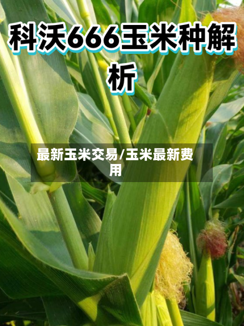 最新玉米交易/玉米最新费用