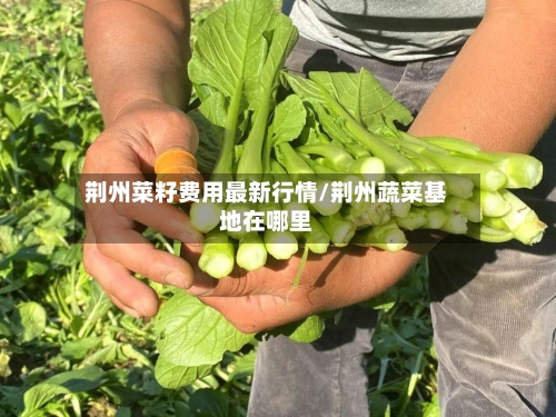 荆州菜籽费用最新行情/荆州蔬菜基地在哪里