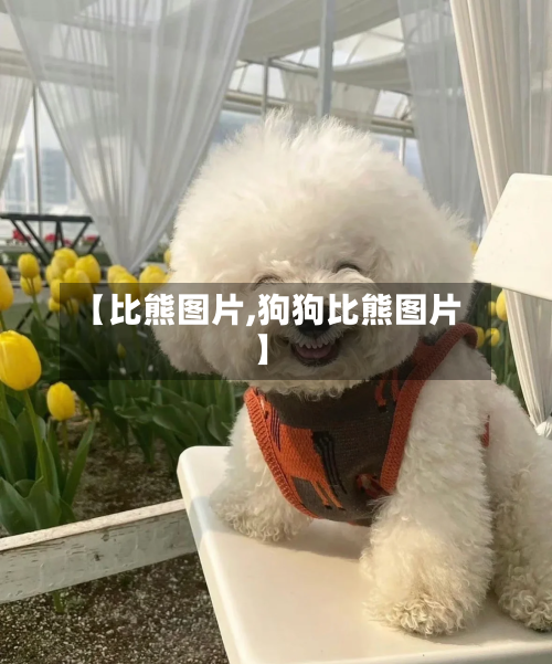 【比熊图片,狗狗比熊图片】