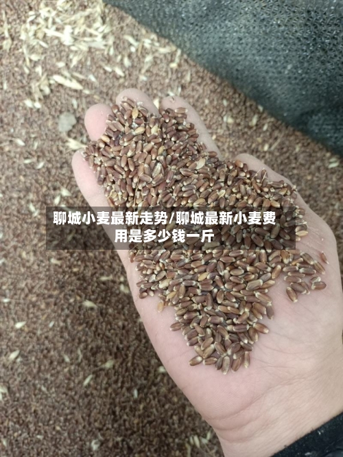 聊城小麦最新走势/聊城最新小麦费用是多少钱一斤