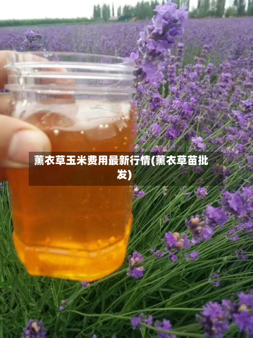 薰衣草玉米费用最新行情(薰衣草苗批发)-第2张图片