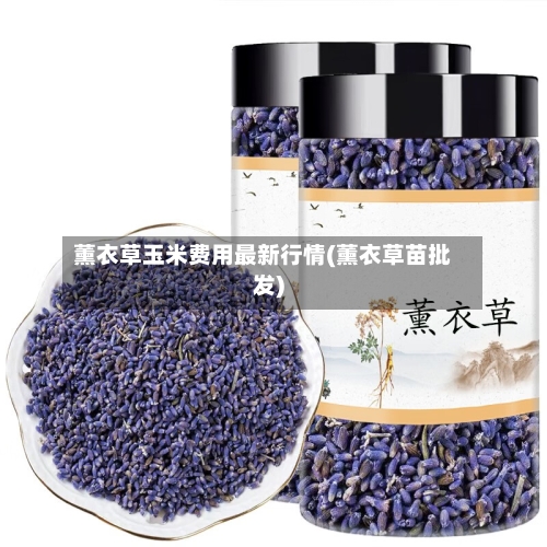 薰衣草玉米费用最新行情(薰衣草苗批发)