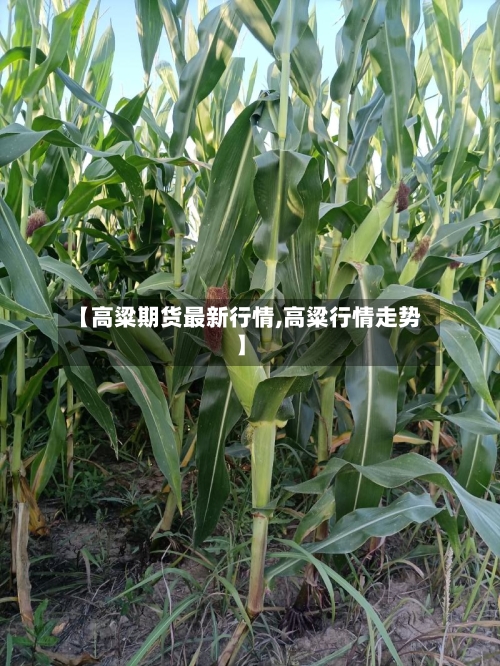 【高粱期货最新行情,高粱行情走势】-第2张图片