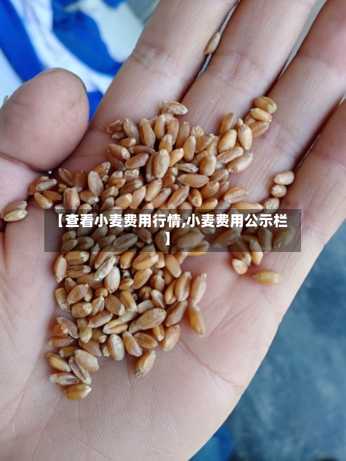 【查看小麦费用行情,小麦费用公示栏】