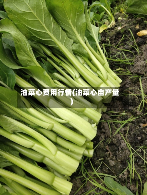 油菜心费用行情(油菜心亩产量)-第3张图片
