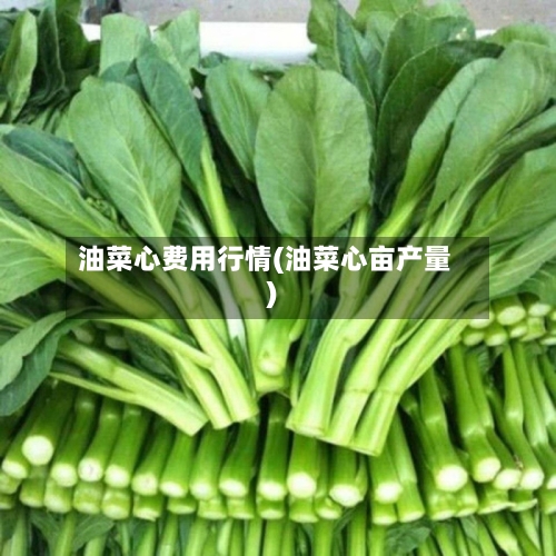 油菜心费用行情(油菜心亩产量)