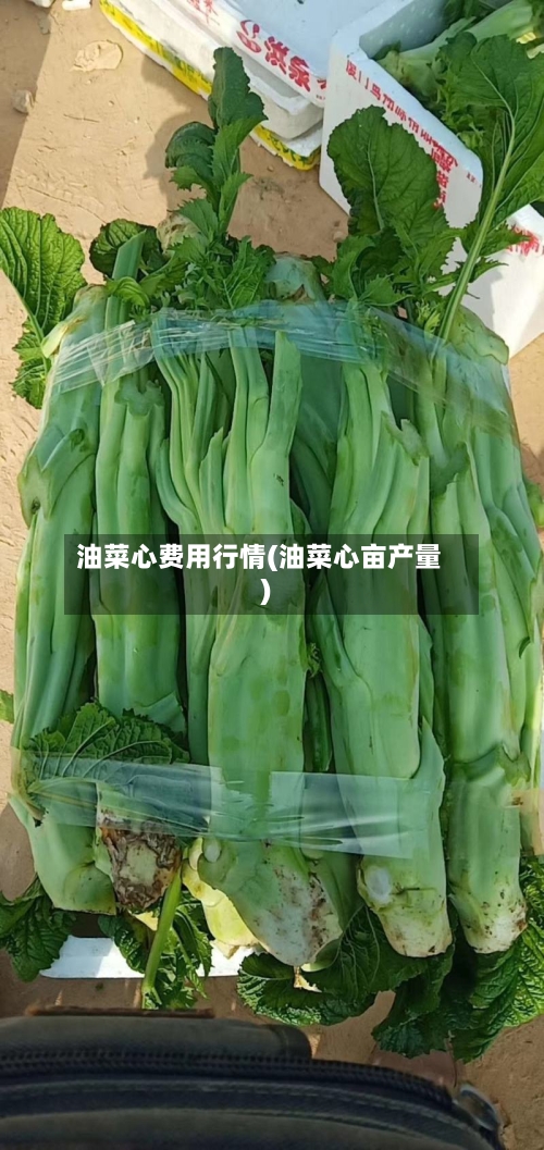 油菜心费用行情(油菜心亩产量)-第2张图片