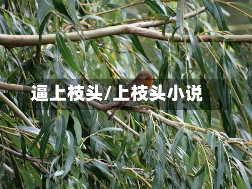 逼上枝头/上枝头小说