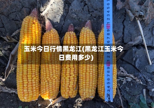玉米今日行情黑龙江(黑龙江玉米今日费用多少)-第2张图片