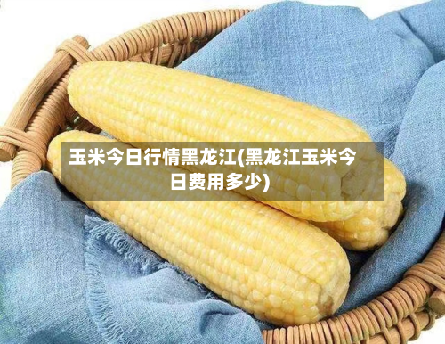 玉米今日行情黑龙江(黑龙江玉米今日费用多少)