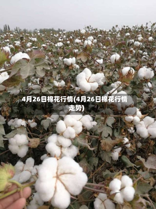 4月26日棉花行情(4月26日棉花行情走势)-第3张图片