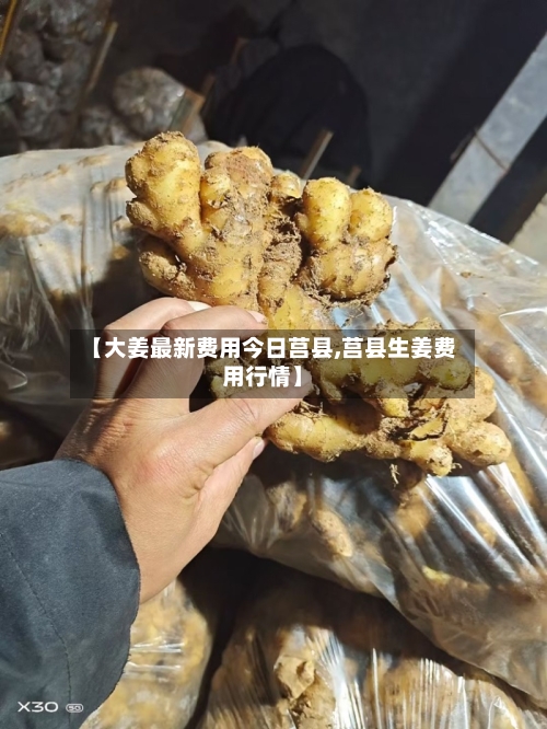 【大姜最新费用今日莒县,莒县生姜费用行情】-第2张图片