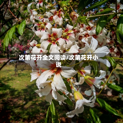 次第花开全文阅读/次第花开小说