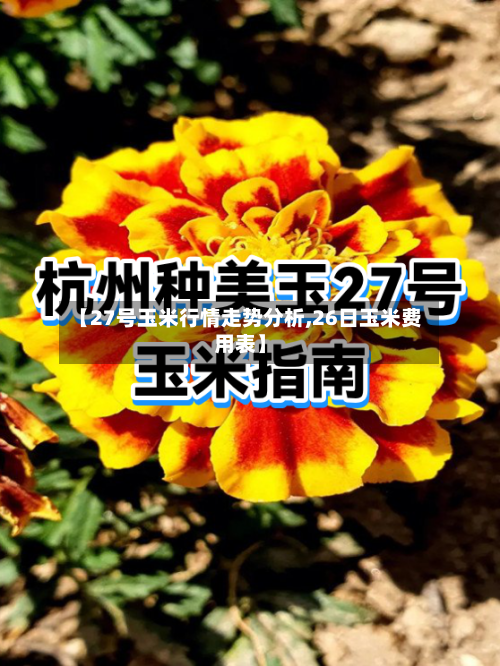 【27号玉米行情走势分析,26日玉米费用表】