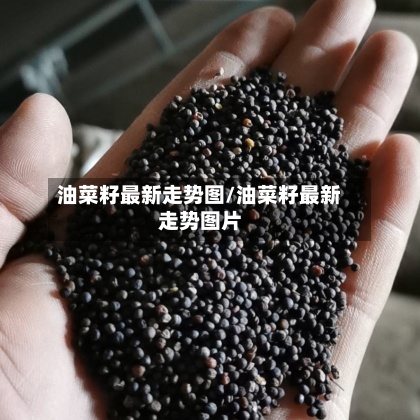 油菜籽最新走势图/油菜籽最新走势图片