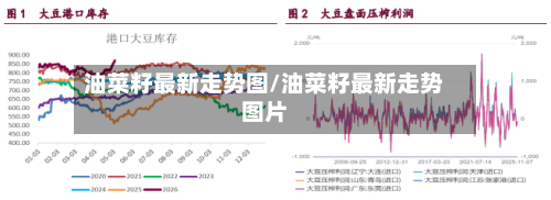 油菜籽最新走势图/油菜籽最新走势图片-第3张图片