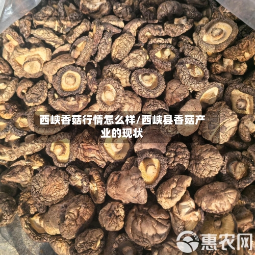 西峡香菇行情怎么样/西峡县香菇产业的现状-第3张图片