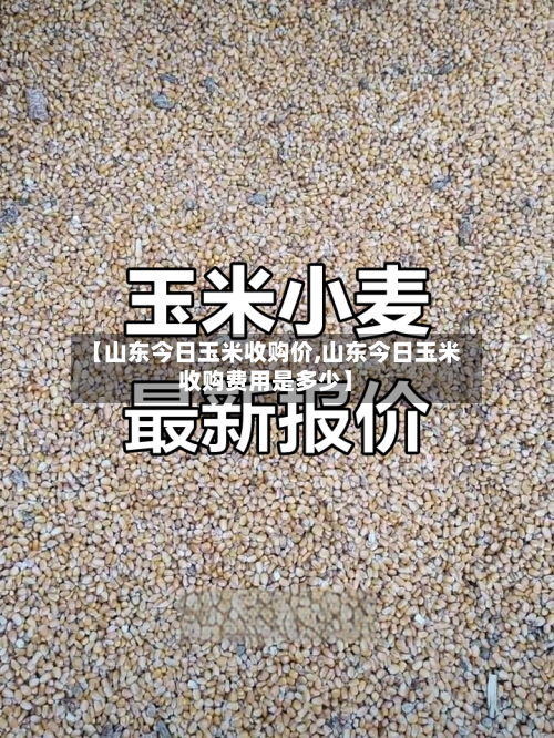 【山东今日玉米收购价,山东今日玉米收购费用是多少】