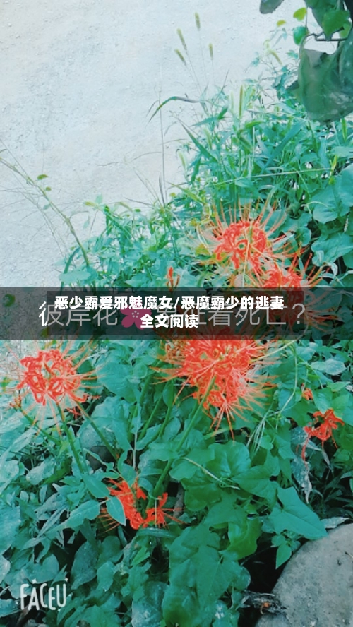 恶少霸爱邪魅魔女/恶魔霸少的逃妻全文阅读-第2张图片