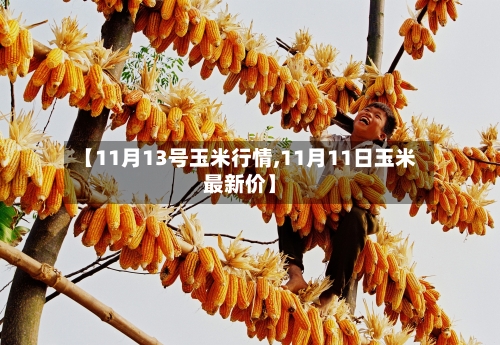 【11月13号玉米行情,11月11日玉米最新价】