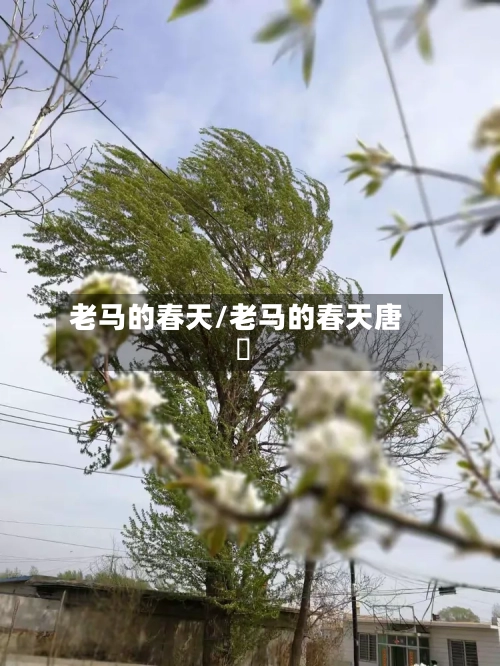老马的春天/老马的春天唐玥