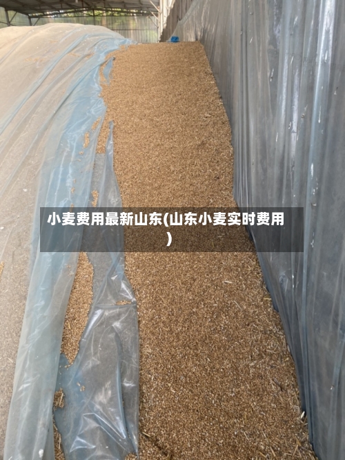 小麦费用最新山东(山东小麦实时费用)