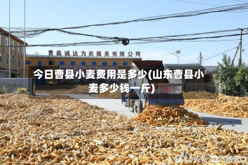 今日曹县小麦费用是多少(山东曹县小麦多少钱一斤)