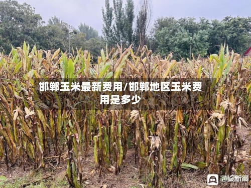 邯郸玉米最新费用/邯郸地区玉米费用是多少-第2张图片