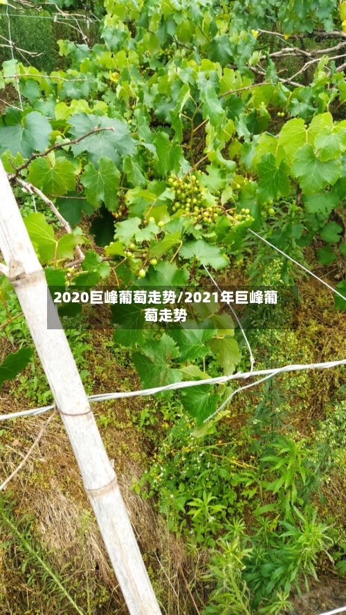 2020巨峰葡萄走势/2021年巨峰葡萄走势
