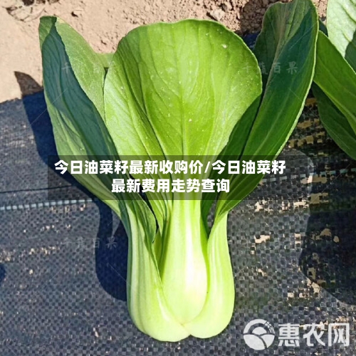今日油菜籽最新收购价/今日油菜籽最新费用走势查询