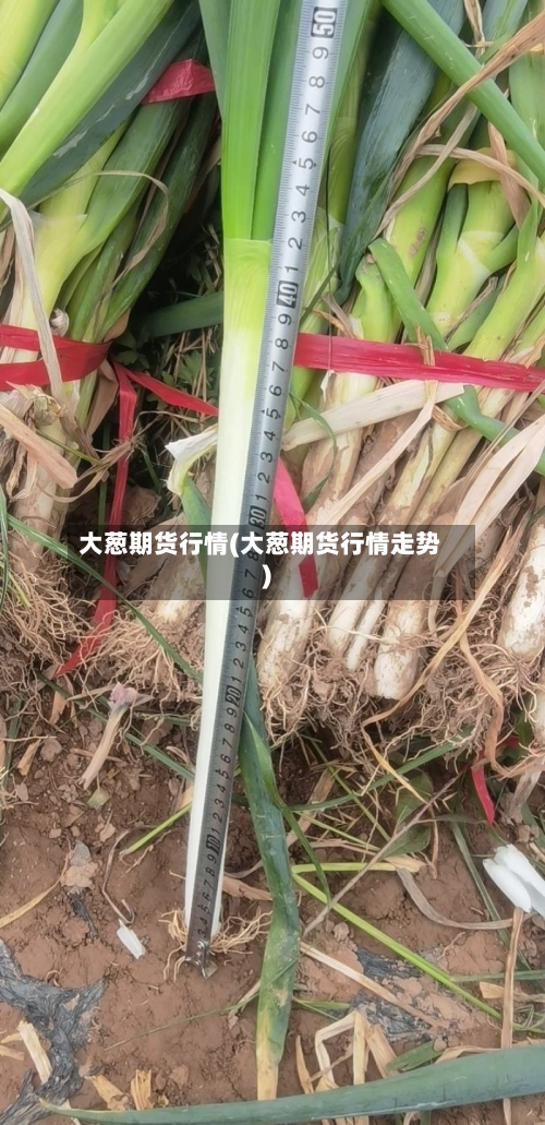 大葱期货行情(大葱期货行情走势)