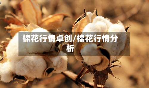 棉花行情卓创/棉花行情分析-第2张图片