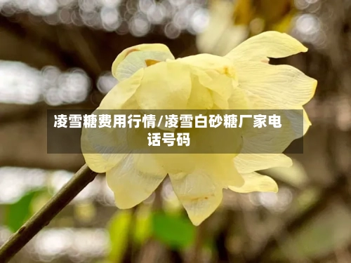 凌雪糖费用行情/凌雪白砂糖厂家电话号码-第2张图片