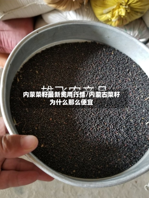 内蒙菜籽最新费用行情/内蒙古菜籽为什么那么便宜