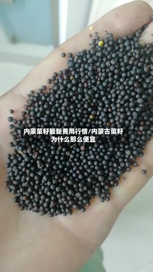 内蒙菜籽最新费用行情/内蒙古菜籽为什么那么便宜-第2张图片