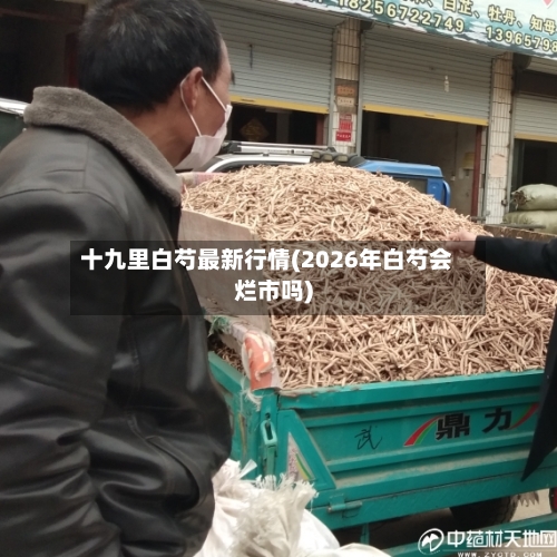 十九里白芍最新行情(2026年白芍会烂市吗)-第2张图片