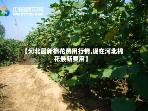 【河北最新棉花费用行情,现在河北棉花最新费用】