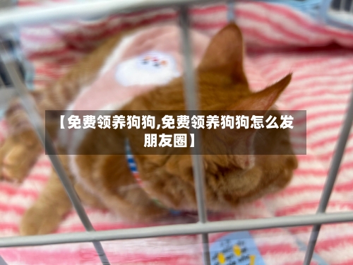 【免费领养狗狗,免费领养狗狗怎么发朋友圈】