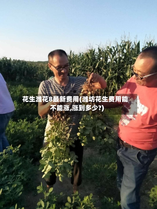 花生潍花8最新费用(潍坊花生费用能不能涨,涨到多少?)