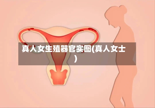 真人女生殖器官实图(真人女士)-第2张图片